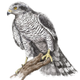 Illustration for article titled 15-year-old prodigy girl draws amazingly well emand/em trains falcons too